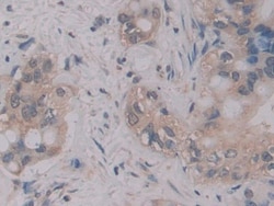 Invitrogen MPEG1 Polyclonal Antibody, Invitrogen 20 &mu;L; Unconjugated:Antibodies,