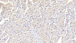 ITGA11 Polyclonal Antibody, Invitrogen:Antibodies:Primary Antibodies