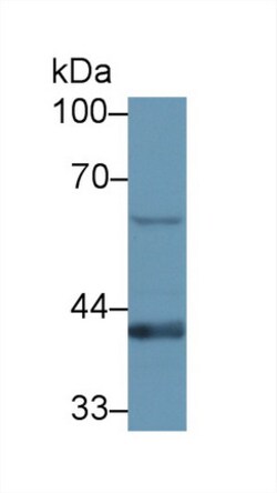 Invitrogen STING Polyclonal Antibody, Invitrogen 100 &mu;L; Unconjugated:Antibodies,