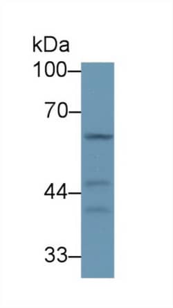 Invitrogen STING Polyclonal Antibody, Invitrogen 100 &mu;L; Unconjugated:Antibodies,
