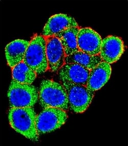 Invitrogen PML Polyclonal Antibody 400 &mu;L; Unconjugated:Anticuerpos