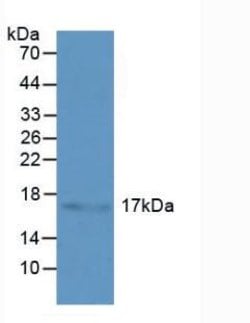 Invitrogen HSPB3 Polyclonal Antibody, Invitrogen 100 &mu;L; Unconjugated:Antibodies,