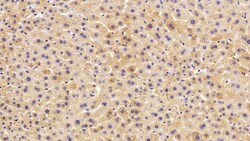 Invitrogen HPR Polyclonal Antibody, Invitrogen 20 &mu;L; Unconjugated:Antibodies,