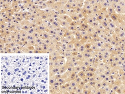 Invitrogen HPR Polyclonal Antibody, Invitrogen 20 &mu;L; Unconjugated:Antibodies,
