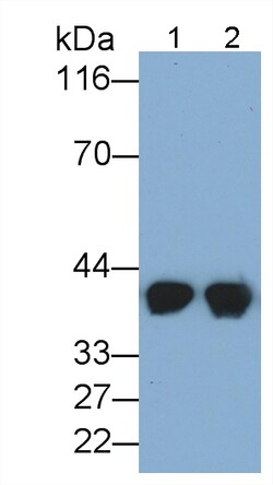 Invitrogen HPR Polyclonal Antibody, Invitrogen 20 &mu;L; Unconjugated:Antibodies,