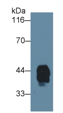 Invitrogen HPR Polyclonal Antibody, Invitrogen 20 &mu;L; Unconjugated:Antibodies,