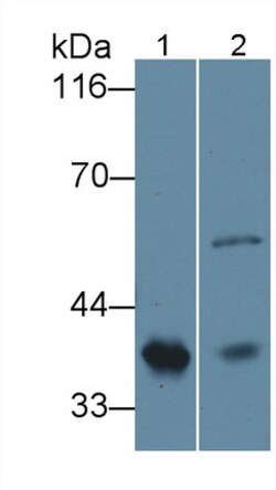 Invitrogen HPR Polyclonal Antibody, Invitrogen 20 &mu;L; Unconjugated:Antibodies,
