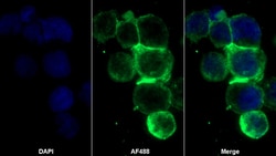 Invitrogen HFE2 Polyclonal Antibody, Invitrogen 20 μL; Unconjugated:Antibodies,