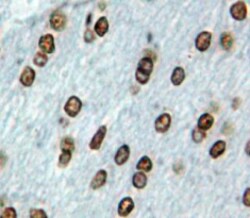 Invitrogen EBF2 Polyclonal Antibody, Invitrogen 100 &mu;L; Unconjugated:Antibodies,