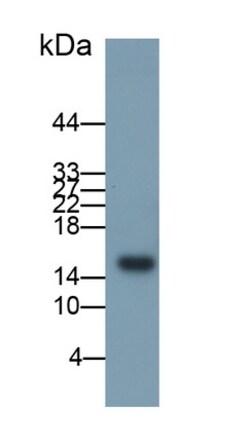 Invitrogen CXCL2 Polyclonal Antibody, Invitrogen 100 &mu;L; Unconjugated:Antibodies,