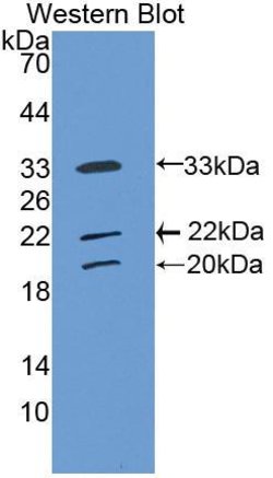 COLEC10 Polyclonal Antibody, Invitrogen:Antibodies:Primary Antibodies