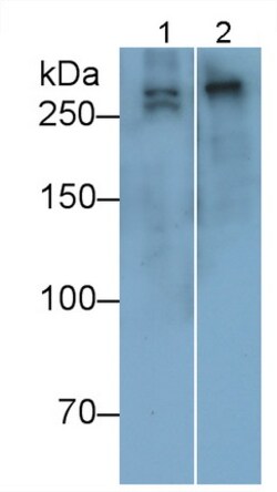 Invitrogen COL7A1 Polyclonal Antibody, Invitrogen 100 &mu;L; Unconjugated:Antibodies,