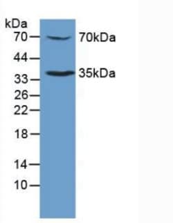 c-Mpl Polyclonal Antibody, Invitrogen:Antibodies:Primary Antibodies