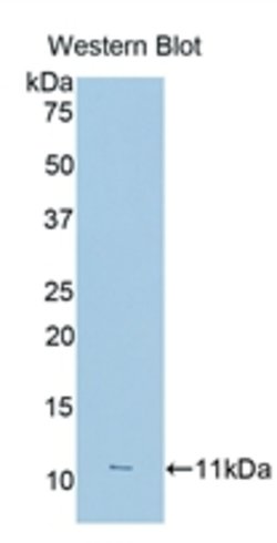 Invitrogen CD16 Polyclonal Antibody, Invitrogen 20 &mu;L; Unconjugated:Anticorps,