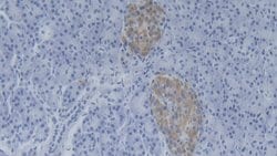 Invitrogen C15orf48 Polyclonal Antibody, Invitrogen 100 &mu;L; Unconjugated:Antikörper