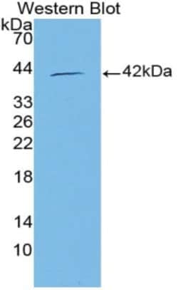 Invitrogen C15orf48 Polyclonal Antibody, Invitrogen 100 &mu;L; Unconjugated:Antikörper