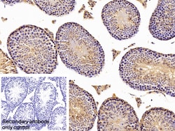 Invitrogen BCMO1 Polyclonal Antibody, Invitrogen 20 &mu;L; Unconjugated:Antibodies,