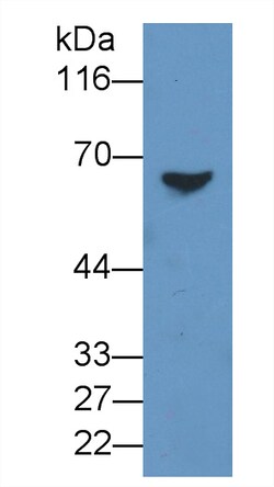 Invitrogen BCMO1 Polyclonal Antibody, Invitrogen 20 &mu;L; Unconjugated:Antibodies,
