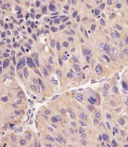 Invitrogen ACSL4 Polyclonal Antibody 400 &mu;L; Unconjugated:Antibodies,