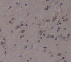 Invitrogen AHRR Polyclonal Antibody, Invitrogen 100 &mu;L; Unconjugated:Antibodies,