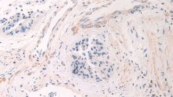 Invitrogen A26C2 Polyclonal Antibody, Invitrogen:Antibodies:Primary Antibodies