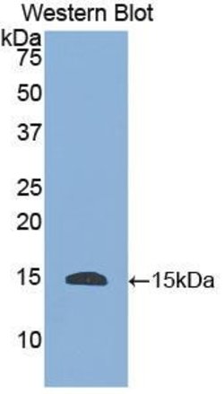 Invitrogen HTN1 Polyclonal Antibody, Invitrogen 100 μL; Unconjugated:Antibodies,