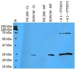 Invitrogen Francisella tularensis subsp. Holarctica FTT0571 Polyclonal