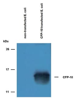 Invitrogen Mycobacterium tuberculosis CFP-10 Polyclonal Antibody 100 &mu;g;