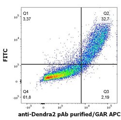 Dendra2 Polyclonal Antibody, Invitrogen 100 &mu;g; Unconjugated:Antibodies,