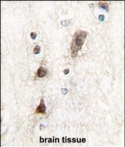 Invitrogen PTF1A Polyclonal Antibody 400 &mu;L; Unconjugated:Antibodies,