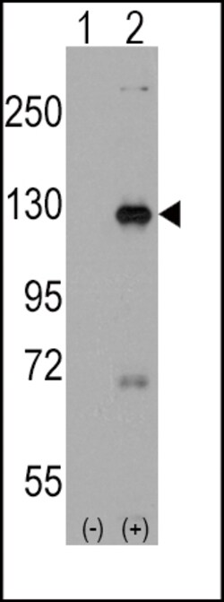 Invitrogen DAAM1 Polyclonal Antibody 400 &mu;L; Unconjugated:Antibodies,