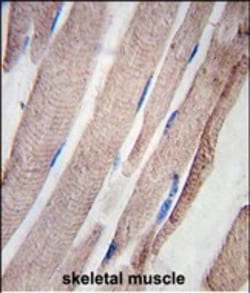 Invitrogen PHPT1 Polyclonal Antibody 400 &mu;L; Unconjugated:Antibodies,