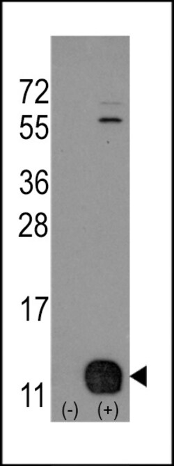 Invitrogen PHPT1 Polyclonal Antibody 400 &mu;L; Unconjugated:Antibodies,