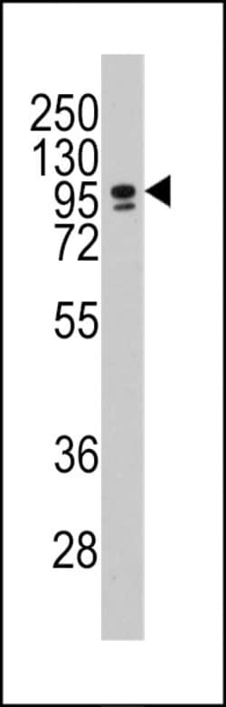 Invitrogen C/EBP zeta Polyclonal Antibody 400 &mu;L; Unconjugated:Antibodies,