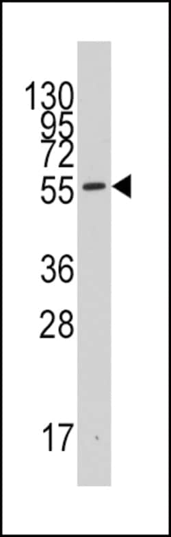 Invitrogen IDO Polyclonal Antibody 400 &mu;L; Unconjugated:Anticuerpos