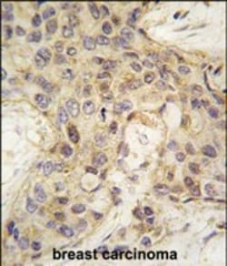 Invitrogen ANGEL2 Polyclonal Antibody 400 &mu;L; Unconjugated:Antibodies,