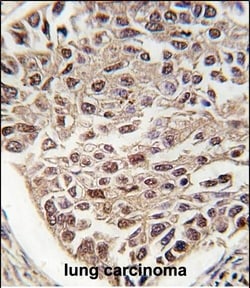 Invitrogen SRSF2 Polyclonal Antibody 400 &mu;L; Unconjugated:Antibodies,