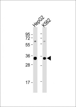 Invitrogen SRSF2 Polyclonal Antibody 400 &mu;L; Unconjugated:Antibodies,