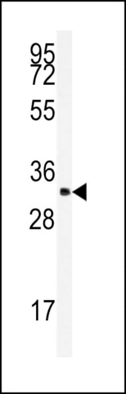 Invitrogen SRSF2 Polyclonal Antibody 400 &mu;L; Unconjugated:Antibodies,