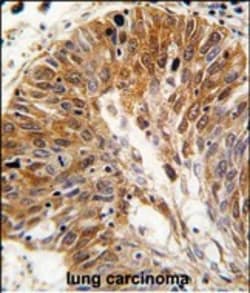 Invitrogen PSMD11 Polyclonal Antibody 400 &mu;L; Unconjugated:Antibodies,