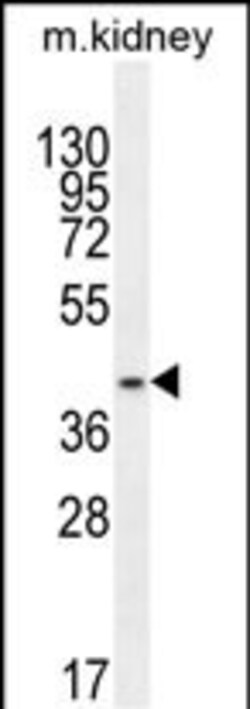 Invitrogen PSMD11 Polyclonal Antibody 400 &mu;L; Unconjugated:Antibodies,