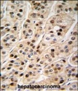 Invitrogen PCNA Polyclonal Antibody 400 &mu;L | Buy Online | Invitrogen&trade; | Fisher Scientific