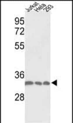 Invitrogen PCNA Polyclonal Antibody 400 &mu;L | Buy Online | Invitrogen&trade; | Fisher Scientific