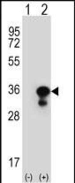 Invitrogen PCNA Polyclonal Antibody 400 &mu;L | Buy Online | Invitrogen&trade; | Fisher Scientific