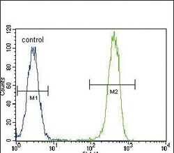 Invitrogen PCNA Polyclonal Antibody 400 &mu;L; Unconjugated:Antibodies,