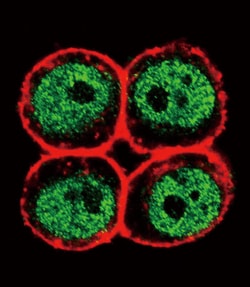 Invitrogen PCNA Polyclonal Antibody 400 &mu;L; Unconjugated:Antibodies,