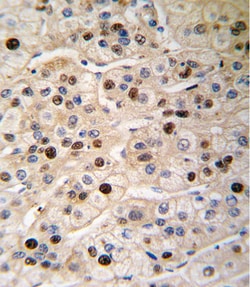 Invitrogen PCNA Polyclonal Antibody 400 &mu;L; Unconjugated:Antibodies,