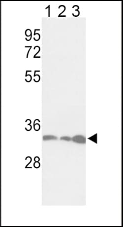 Invitrogen PCNA Polyclonal Antibody 400 &mu;L; Unconjugated:Antibodies,