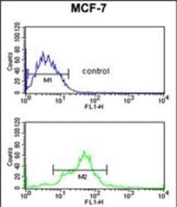 Invitrogen EBP1 Polyclonal Antibody 400 &mu;L; Unconjugated:Antibodies,