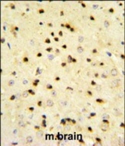 Invitrogen EBP1 Polyclonal Antibody 400 &mu;L; Unconjugated:Antibodies,